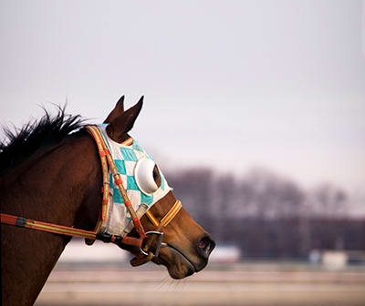 racehorse on a track