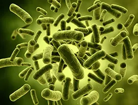 Bacteria Cells