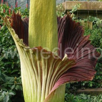 Amorphophallus titanum