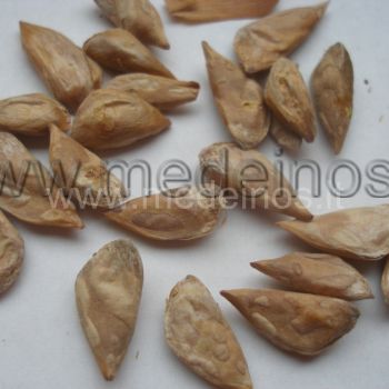 Cedrus seeds