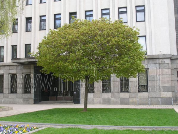 Acer platanoides Globosum