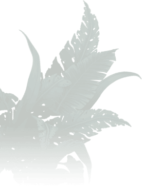 Plant Tree