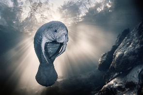 A manatee swimming in the oceanDescription automatically generated
