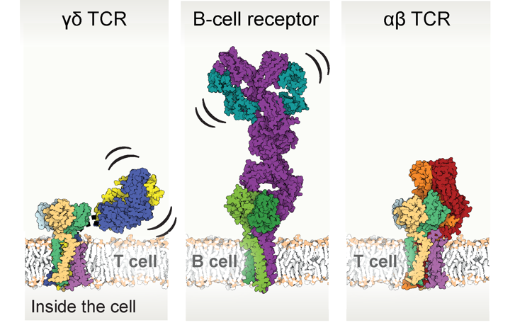 A diagram of different types of cell proteinDescription automatically generated with medium confidence