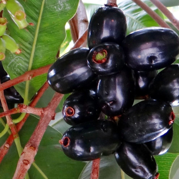 Shorea Robusta In Tamil