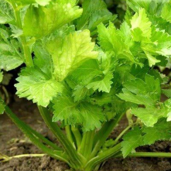 Medicinal Live Buy Medicinal Plants Online At Medicinal Live Largest Medicinal Plant Supplier In India Medicinallive Com Medicinal Live Buy Medicinal Plants Online At Medicinal Live Largest Medicinal Plant Supplier In India Medicinallive Com