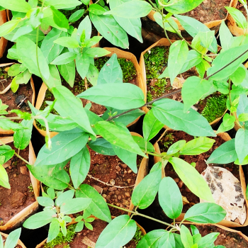 Medicinal Live Buy Medicinal Plants Online At Medicinal Live Largest Medicinal Plant Supplier In India Medicinallive Com Medicinal Live Buy Medicinal Plants Online At Medicinal Live Largest Medicinal Plant Supplier In India Medicinallive Com