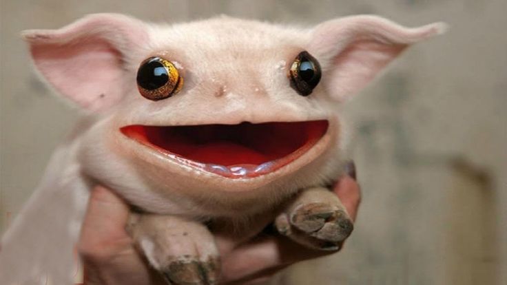 is this a picture of baby irk?