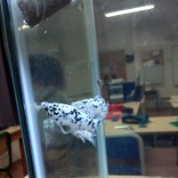 Professeur titulaire depuis 8 ans