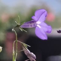 Dipl&ocirc;m&eacute;e Bac + 6