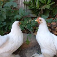 Professeur de l'&eacute;ducation nationale donne cours de Fran&ccedil;ais-Anglais dans le pas de Calais