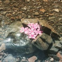 Sp&eacute;cialiste Soutien scolaire en ligne