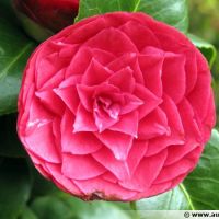 &Eacute;tudiante en Pharmacie, je peux aider &agrave; la pr&eacute;paration de l'entr&eacute;e au coll&egrave;ge, du brevet ou encore du bac