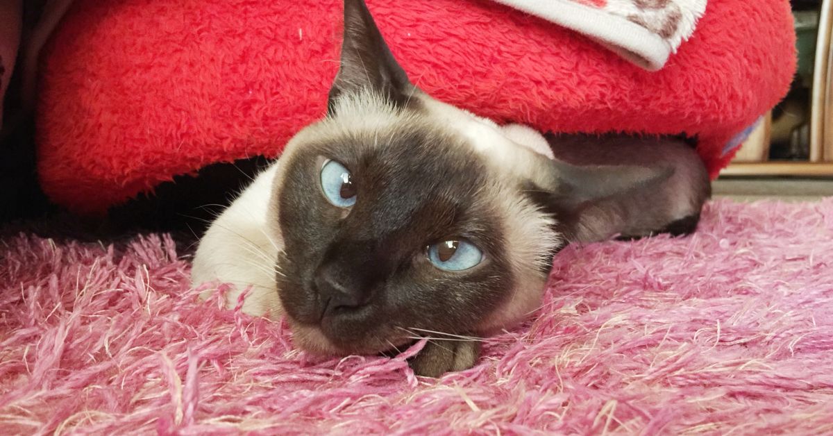 経営企画や事業開発のご経験がある方とお話したいです！