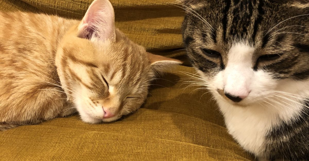 バックエンドエンジニアの壁打ち