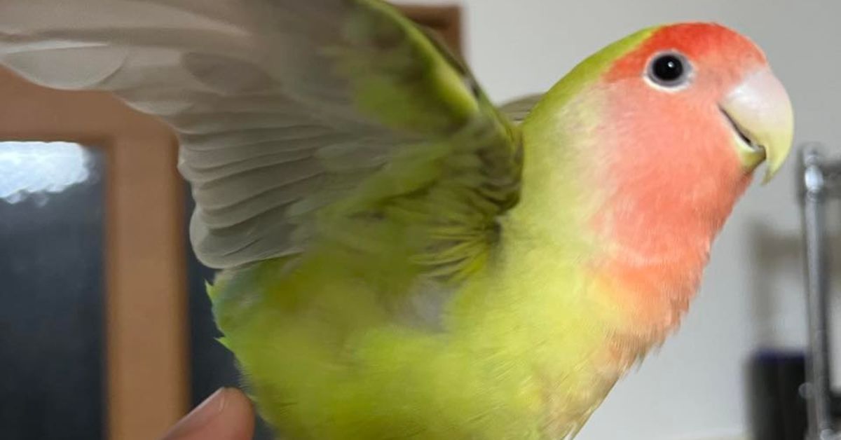 まさか、、、鳥好きな人いないです！？?