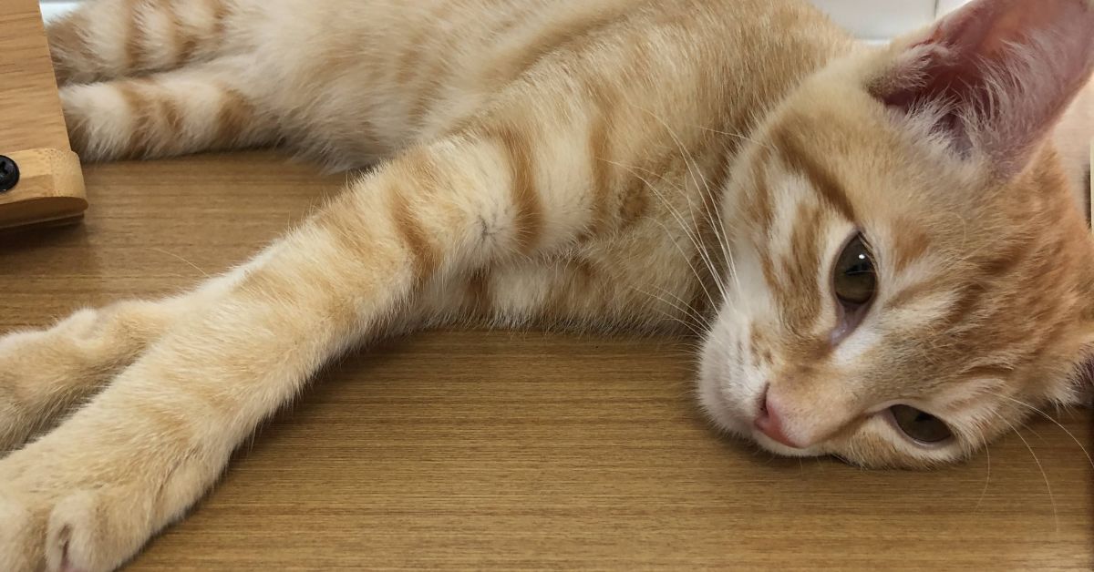 スペシャリストとして生きていくこと