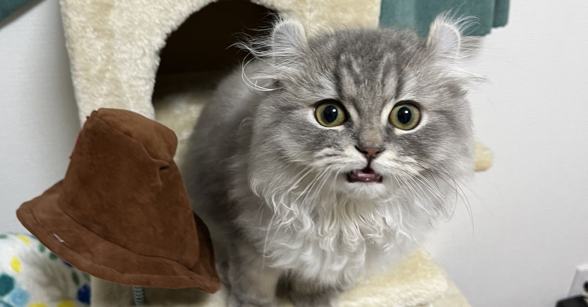 子猫見ながら、エンジニア採用や組織づくりの情報交換しませんか？