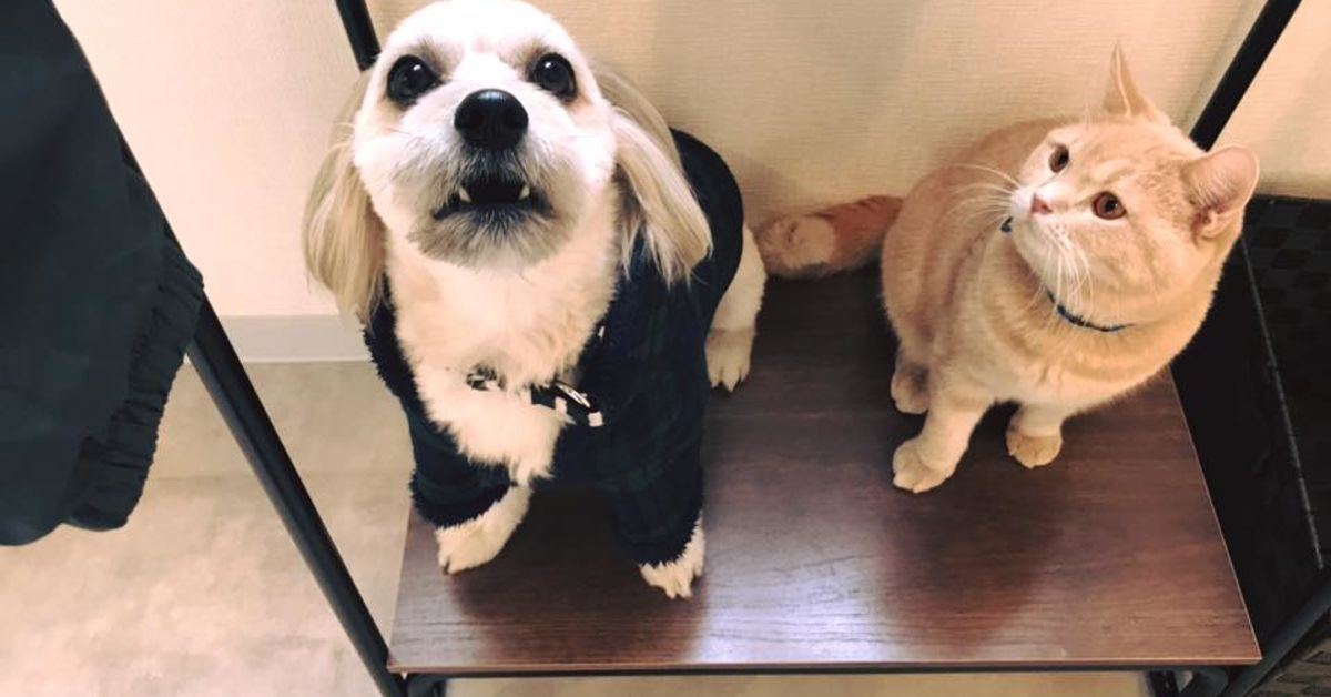 マーケ的な考えで採用広報やっている方とざっくばらんにお話したい！