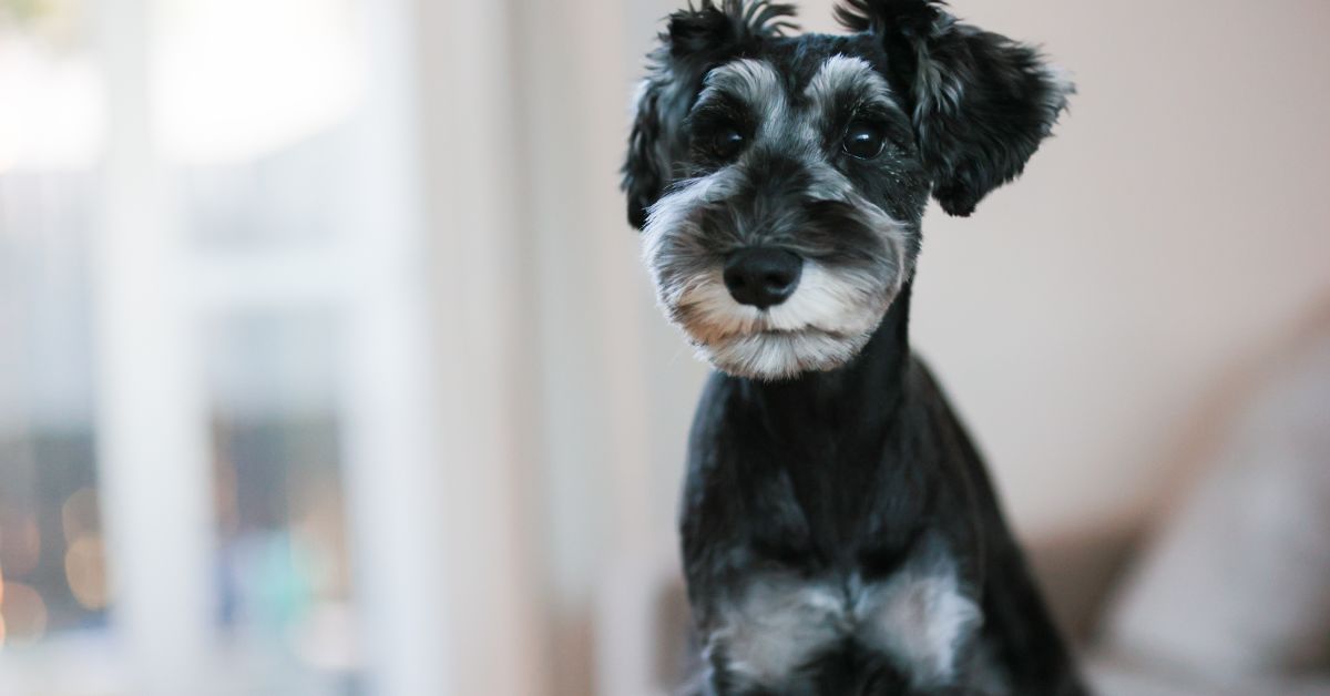 なぜ今動物病院向けSaaSなのか?創業からβ版リリースまでの軌跡