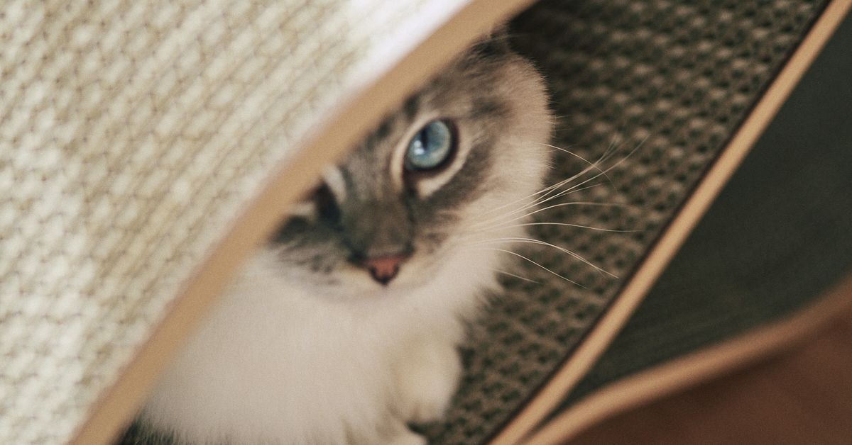 ネコ好きの方！！新製品についてぜひご意見聞かせてください！！