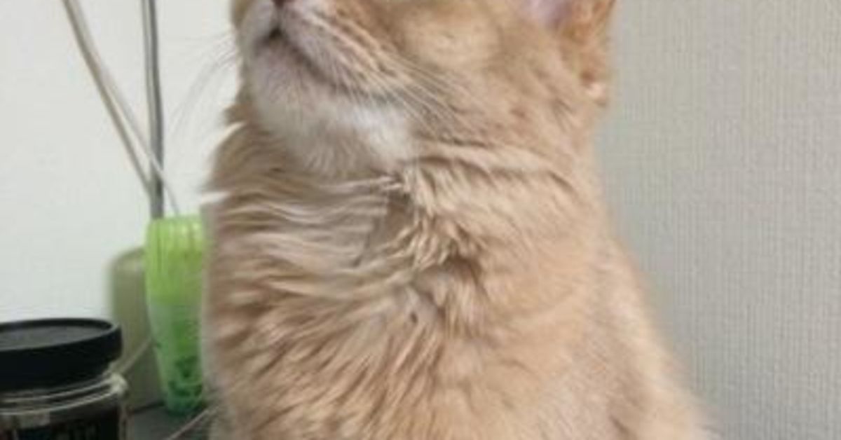 30代後半で初めてスタートアップの波にフルリモートで突っ込んで行った話。