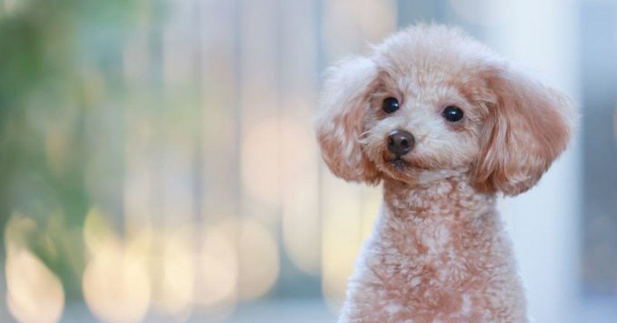 動物医療SaaSのセールス＆マーケティングに興味ある人お話ししませんか