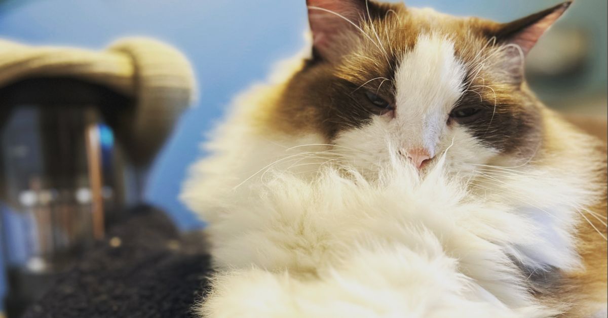 ForbesとVCで数多の会社を見た僕を魅了した、ペットの会社を語りたい