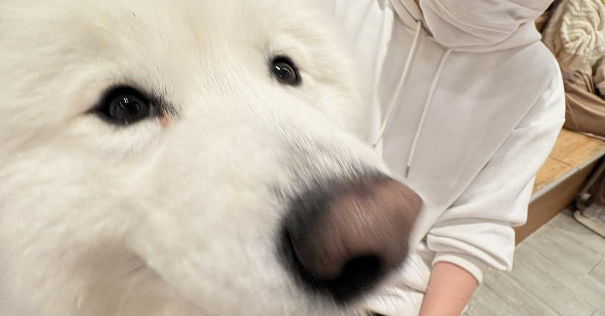 QAエンジニアの皆様へ
犬はいいぞ!