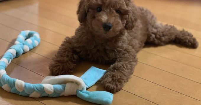 今後のSOELUについてと、子犬の飼い主あるあるでおしゃべりしましょう！