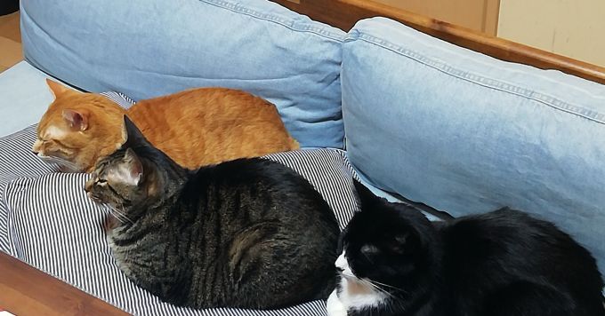 仕事の話を口実に猫について話したい