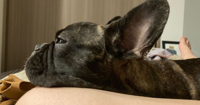 犬飼い始めました！好きな人語りたい