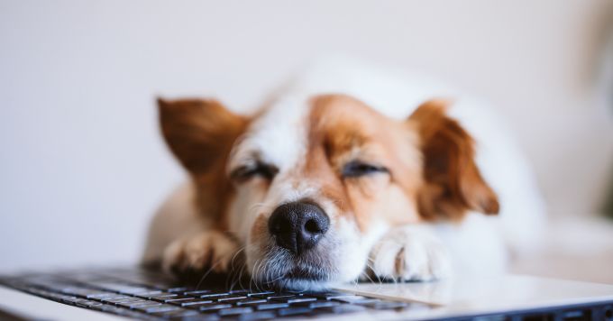 わんこと一緒に出社できる会社のCS、興味ありませんか🐶