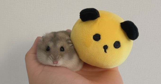 あなたの働く想い/悩み教えて!キャリア歴、育児と両立、転職、Will