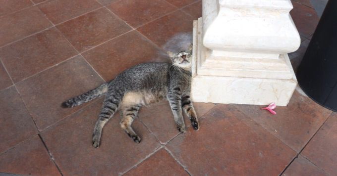 音声AIスタートアップって実際どうなの?