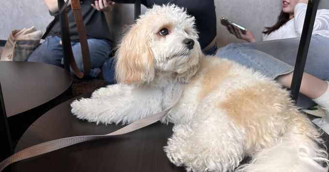 採用業務、無料でお手伝いします