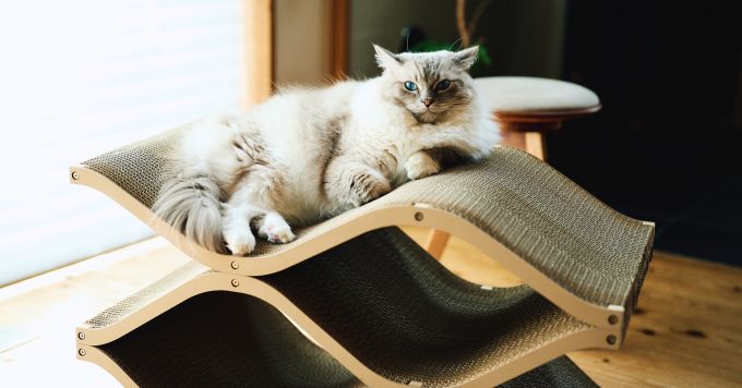 ペット家具のNo.1ブランドを作りたい！！一緒に考えてくれませんか？