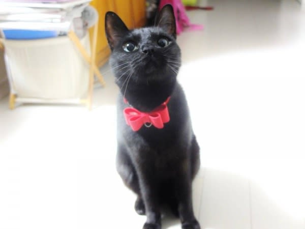 2017年もありがとうございましたヽ(ﾟ∀ﾟ)ﾉ