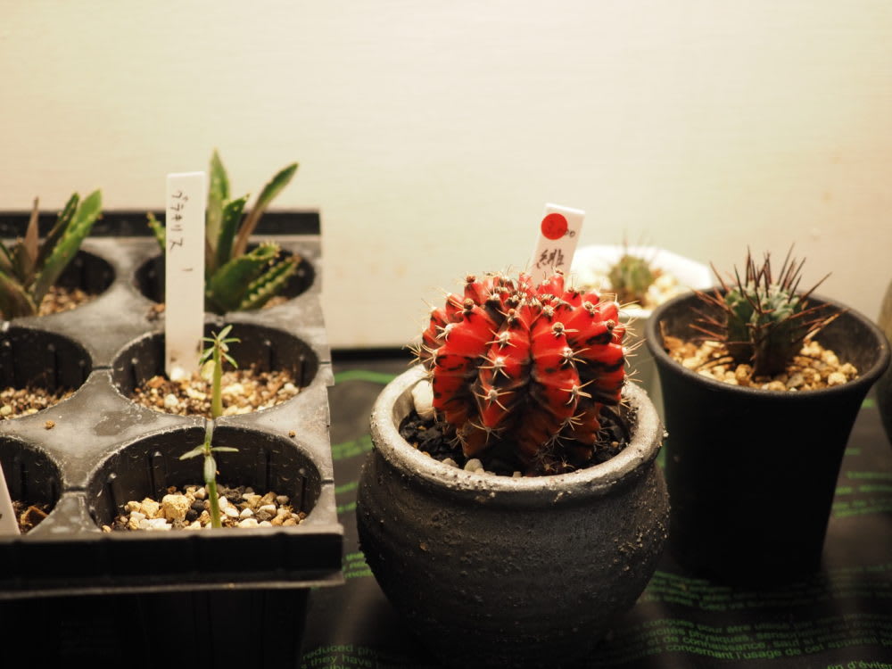 2021 春の展示会レポ ①