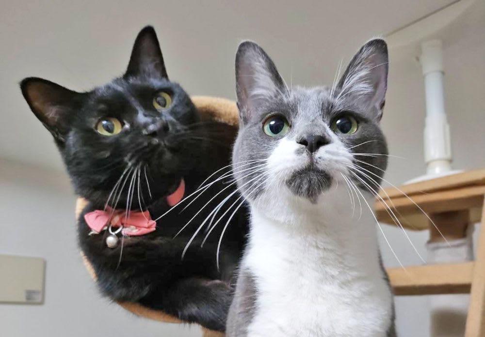 【お知らせ】メールの不具合が解消されました。