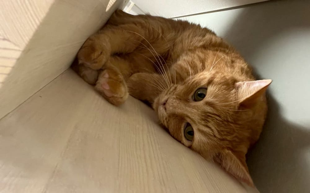 【ご予約のお客様へ】9月の営業日程と時計修理技能士の在店日