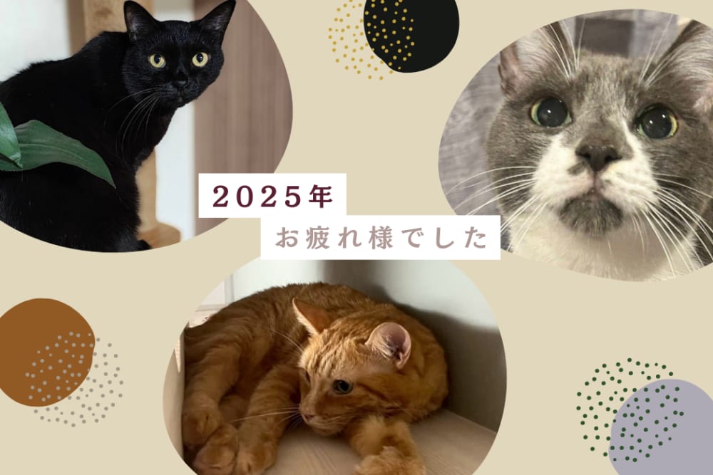 2025年もお疲れ様でございました。
