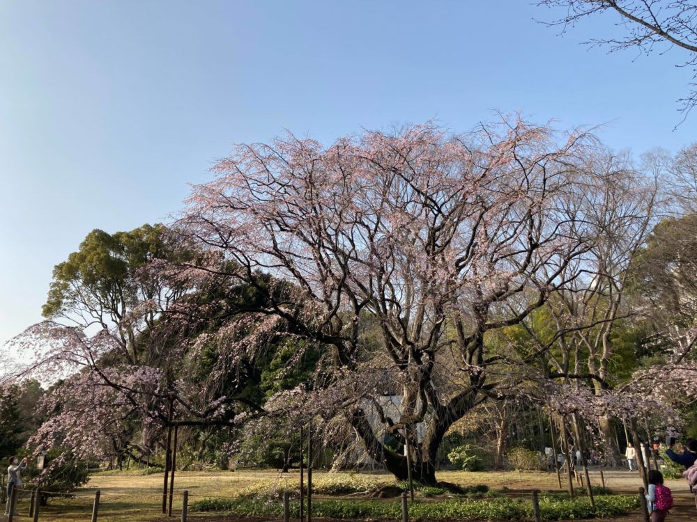 六義園のしだれ桜はまだ咲いていなかった模様？