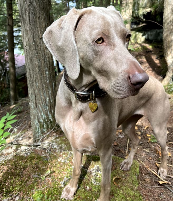 Weimaraner in the park wearing our Heart Pet Tag in Gold Plated Stainless Steel