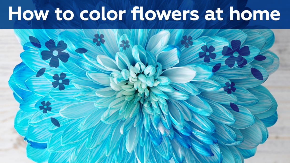How to color flowers at home MEL Chemistry