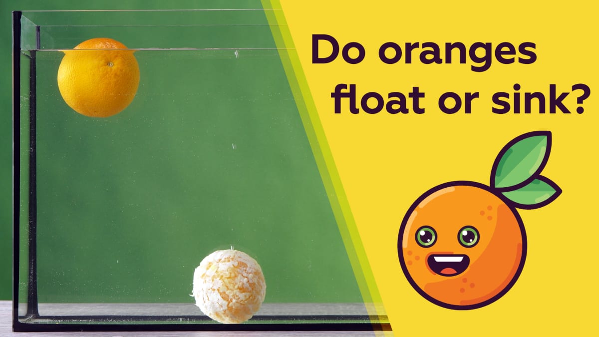 Does an orange float or sink? MEL Chemistry
