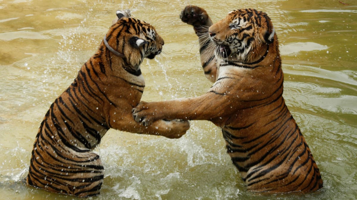 The reaction between sodium and chlorine MEL Chemistry