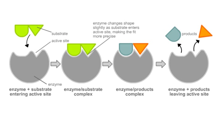 😂 Enzyme that breaks down fat. Lipase the Digestive