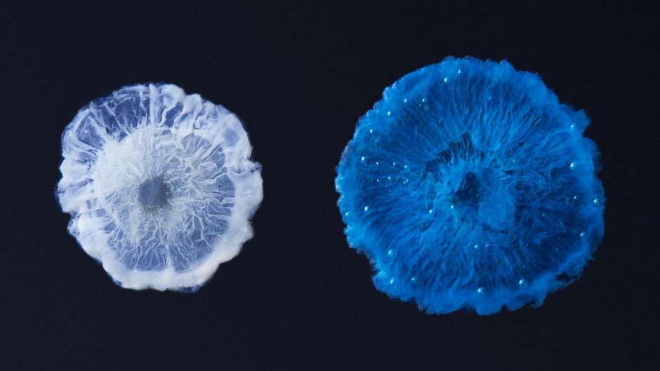 Chemical jellyfish