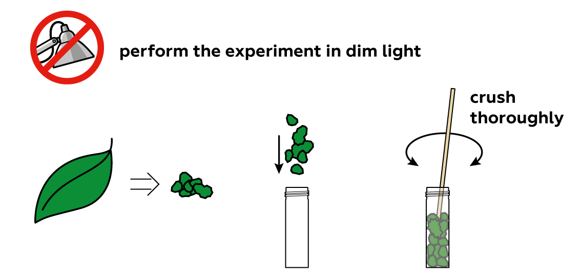 chem-ultraviolet_chlorophyll_en_iks-s-01